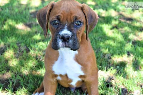 Opening at 100 PM. . Boxer puppies for sale missouri